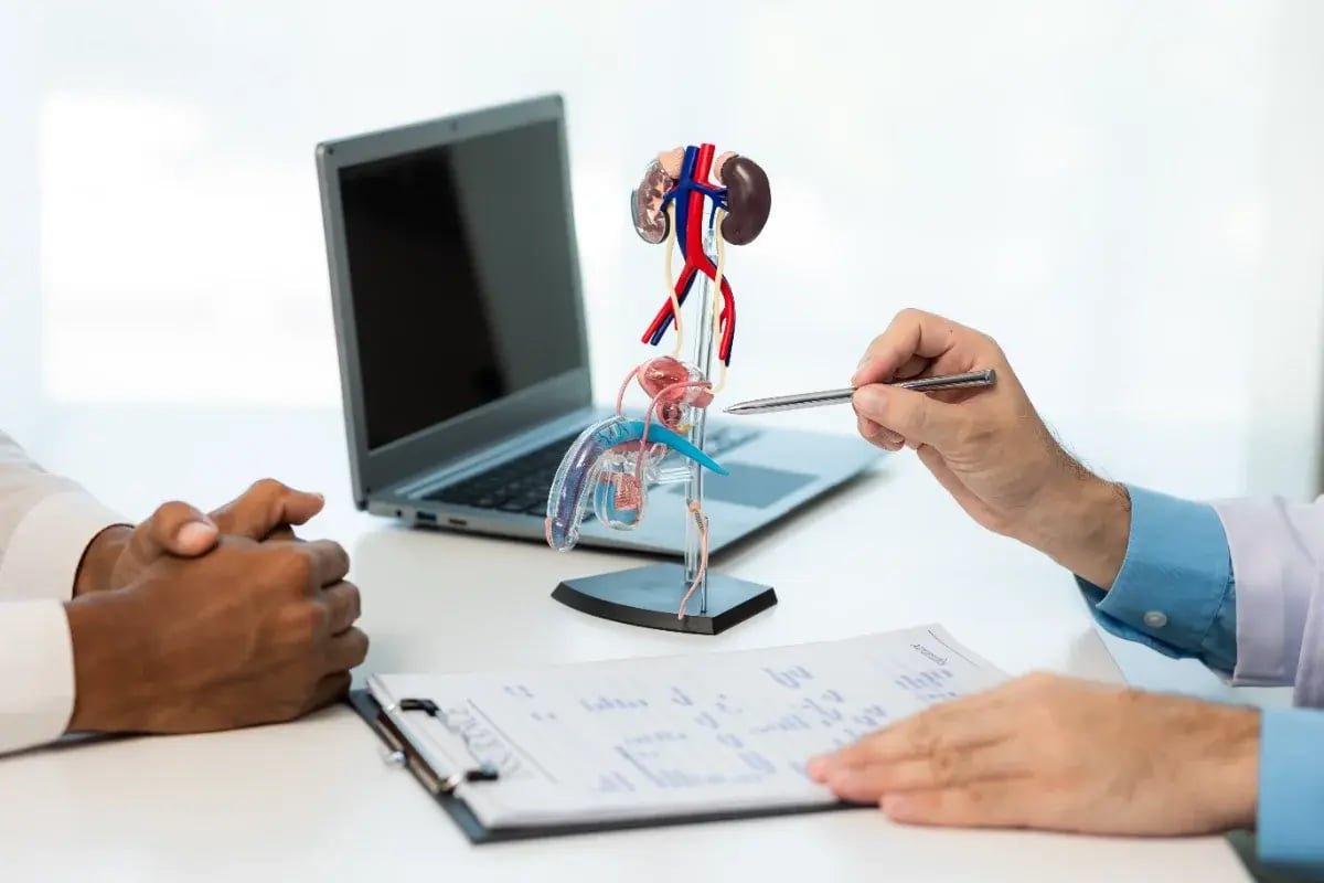 Médico explicando la anatomía del pene con un modelo clínico durante la consulta